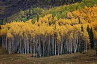 IMG_4606 copy