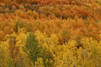 IMG_4622 copy