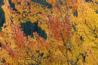 IMG_4631 copy