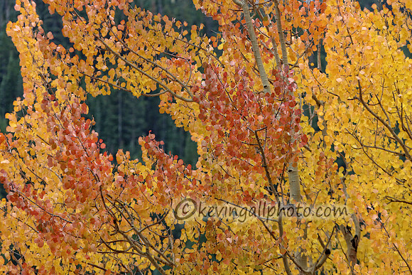 IMG_4631 copy