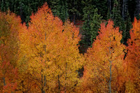 IMG_4633 copy
