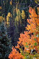 IMG_4654 copy