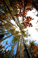 IMG_4876 copy