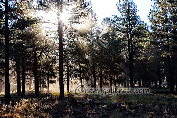 IMG_6385 copy