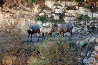 IMG_6718 copy