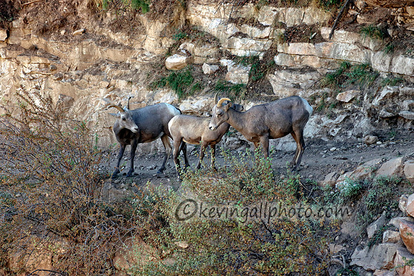 IMG_6718 copy