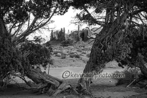 IMG_6984 copy copy