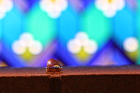 IMG_7266 copy copy