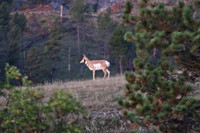 IMG_2688 copy