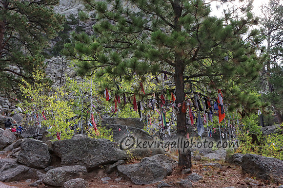 IMG_2901 copy