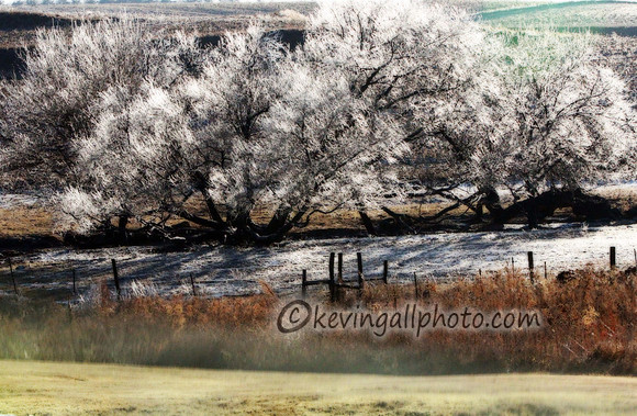 IMG_2481 copy 2