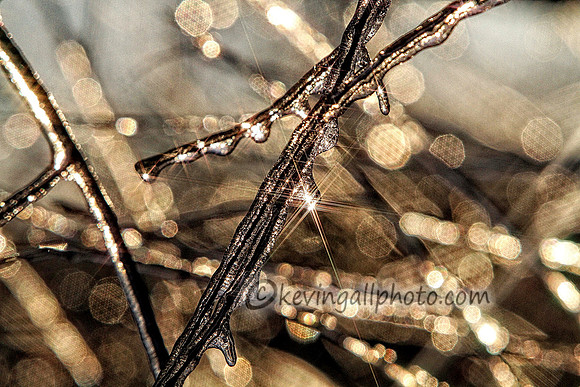 IMG_2527 copy
