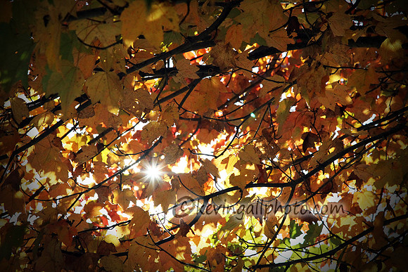 IMG_8084 copy