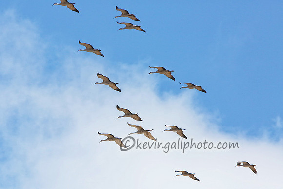 IMG_8424 copy