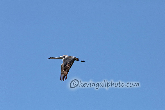 IMG_8458 copy