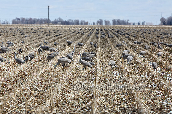 IMG_8547 copy