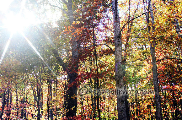 IMG_7776 copy