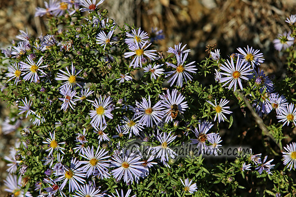 IMG_2449 copy