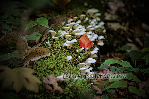 IMG_2753 copy